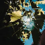 Solaris