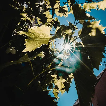 Solaris